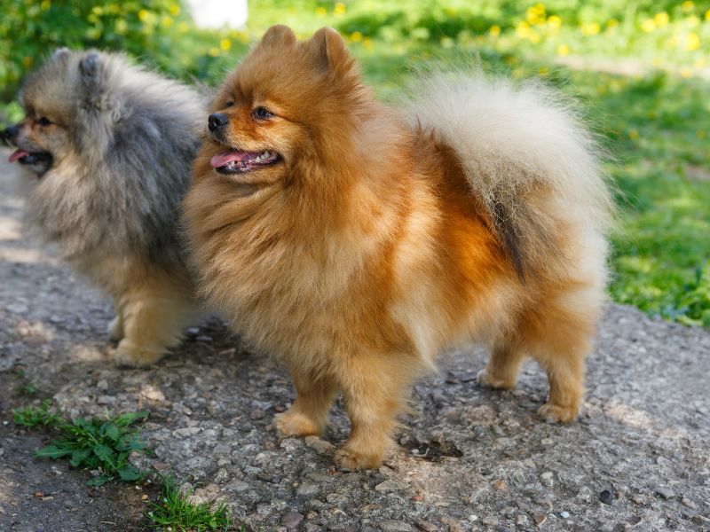 Pomeranian with their own kind