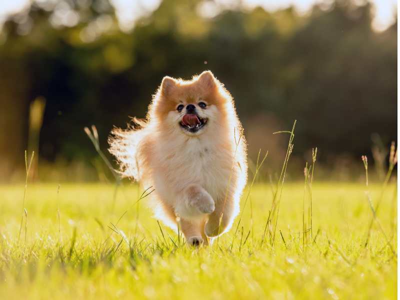 Pomeranians Run Off-Leash