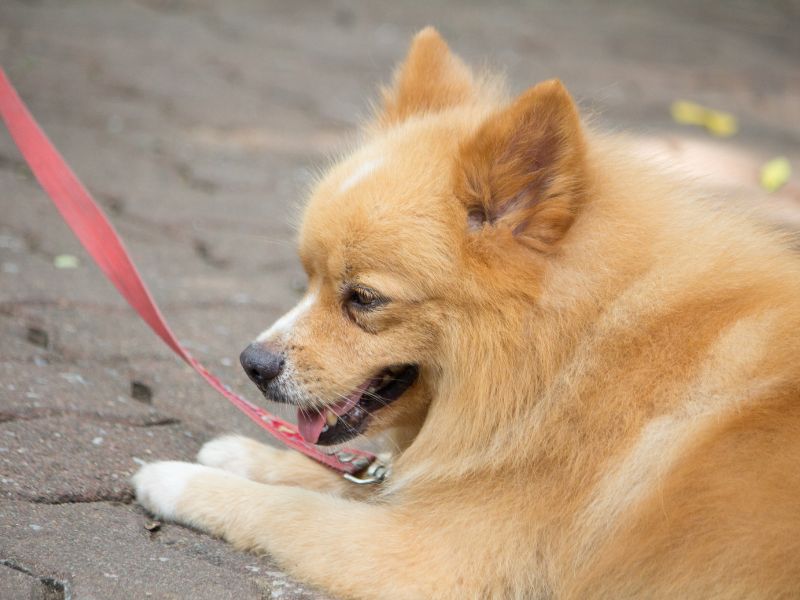 Pomeranians being stubbon on her lead