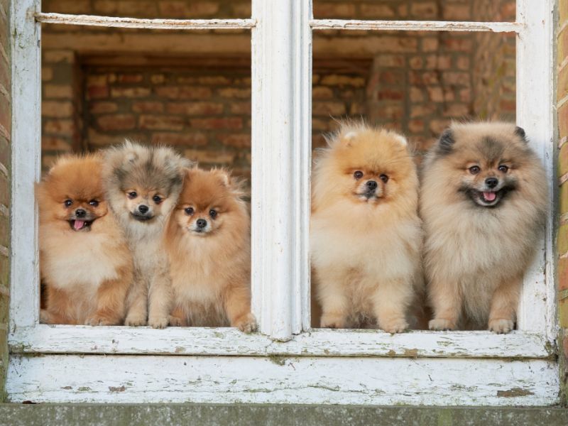Prevent escape by putting up shutters for your Pom Pom
