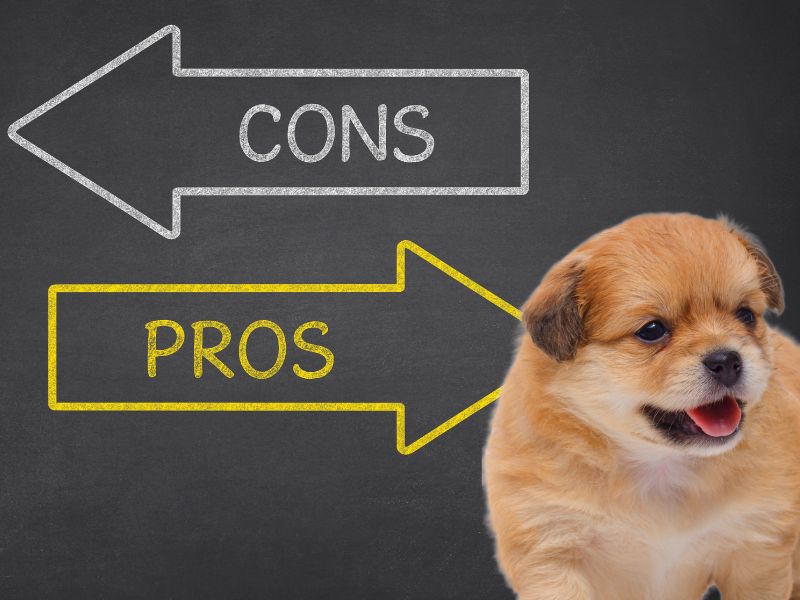 Pros and Cons of owning a Pomeranian