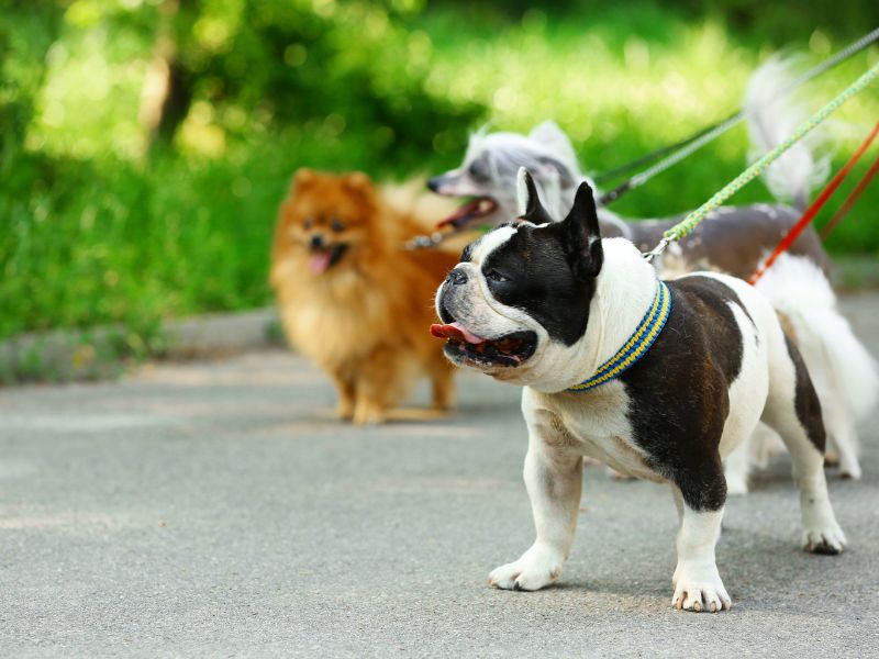 Three dogs on leashs, pug, pomeranian and poodle