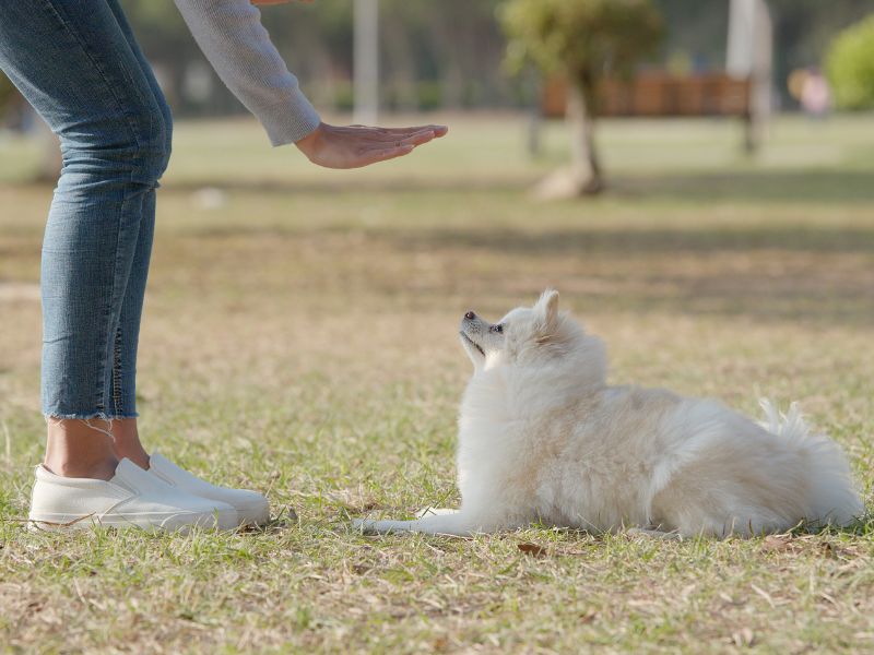 Training my Pomeranian to sit and stay