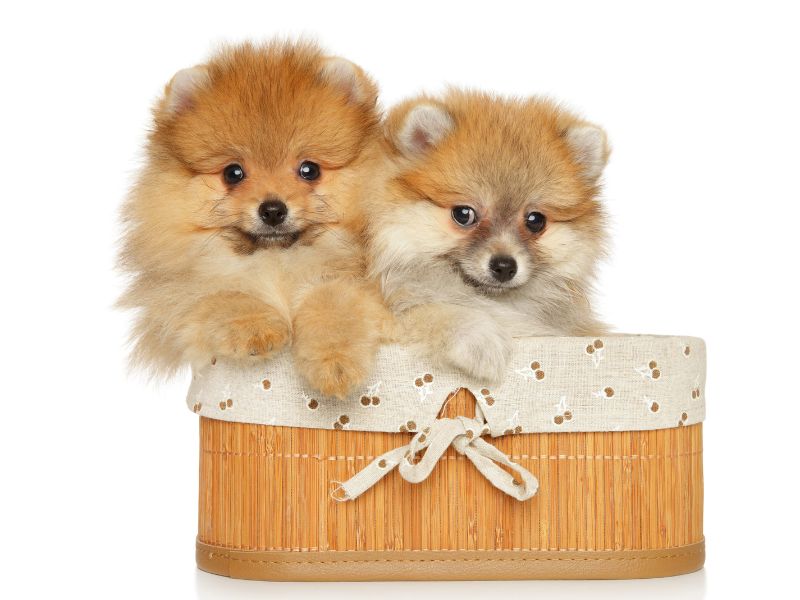 Two Pomeranian puppies in a basket