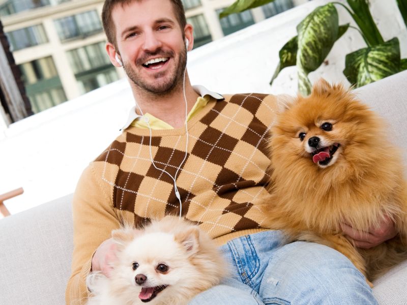 Two Pomeranians with their man owner