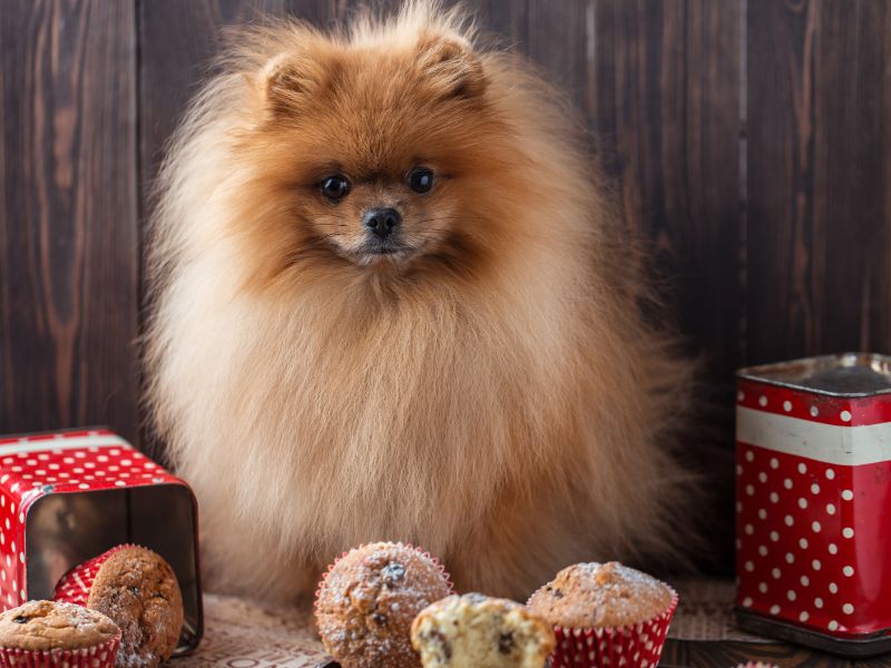 Wipe down surfaces to stop your pomeranian stealing food