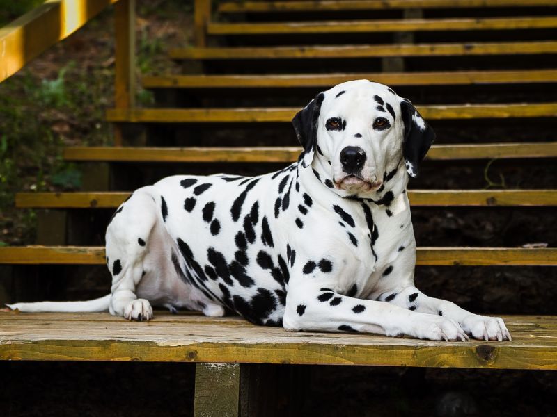 dalmatian on the stair