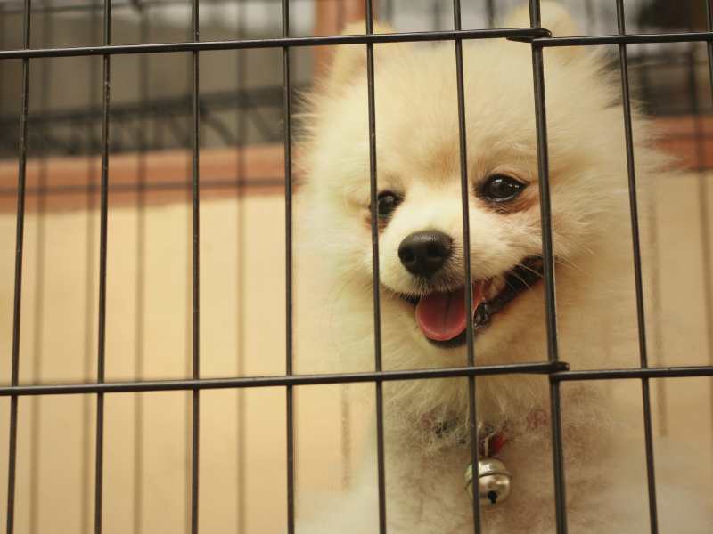 train your pomeranian to love its crate