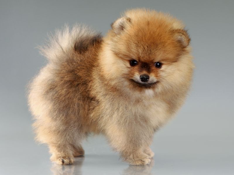 Super cute Pomeranian puppy