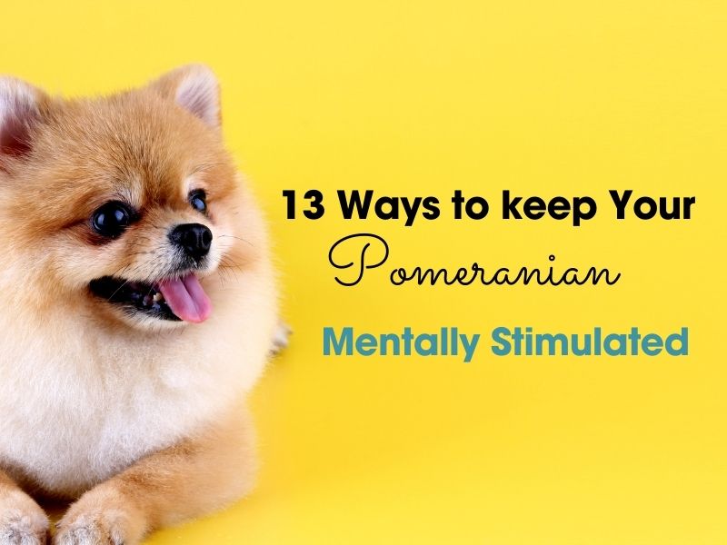 13 ways to keep your pomeranian mentally stimulated