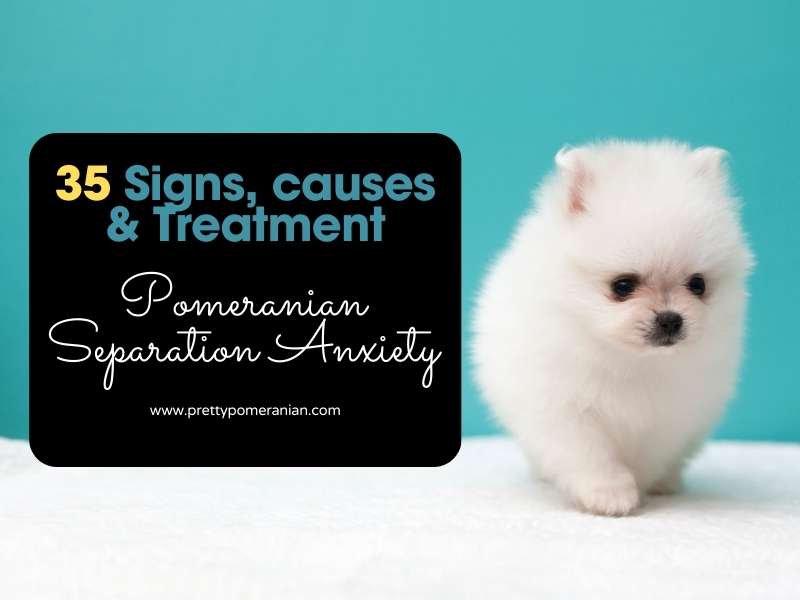 Pomeranian Separation anxiety treatment