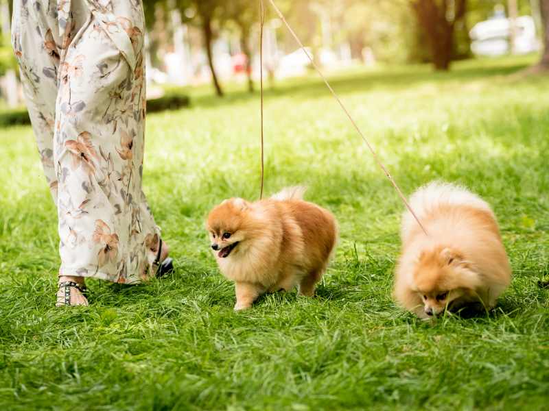 Pomeranians walking with owner