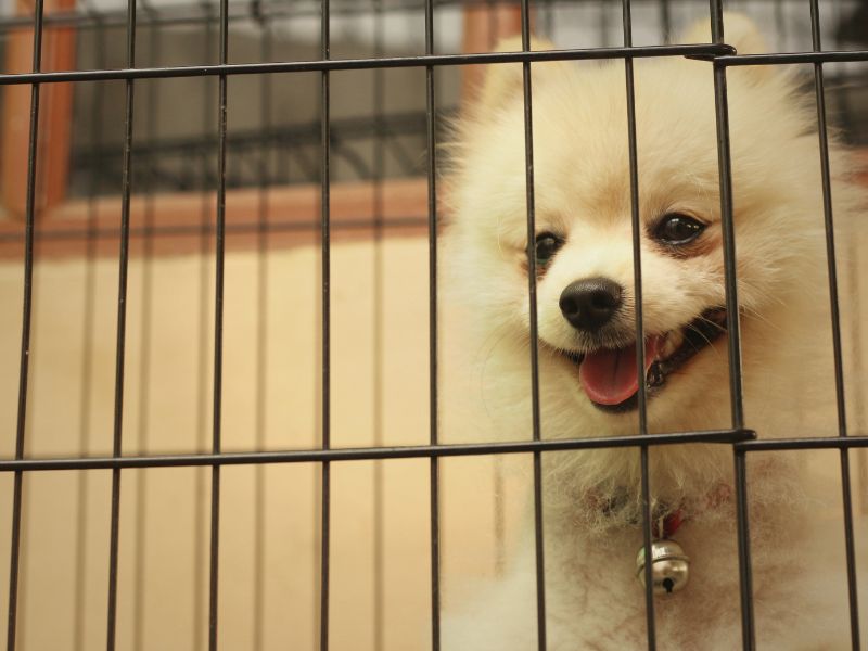 crate training for pomeranian