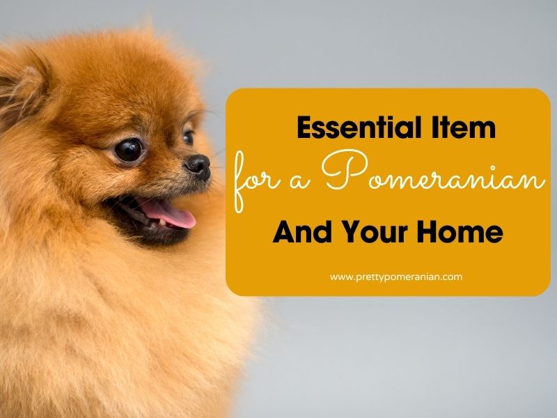 essential items for a pomeranian and your home
