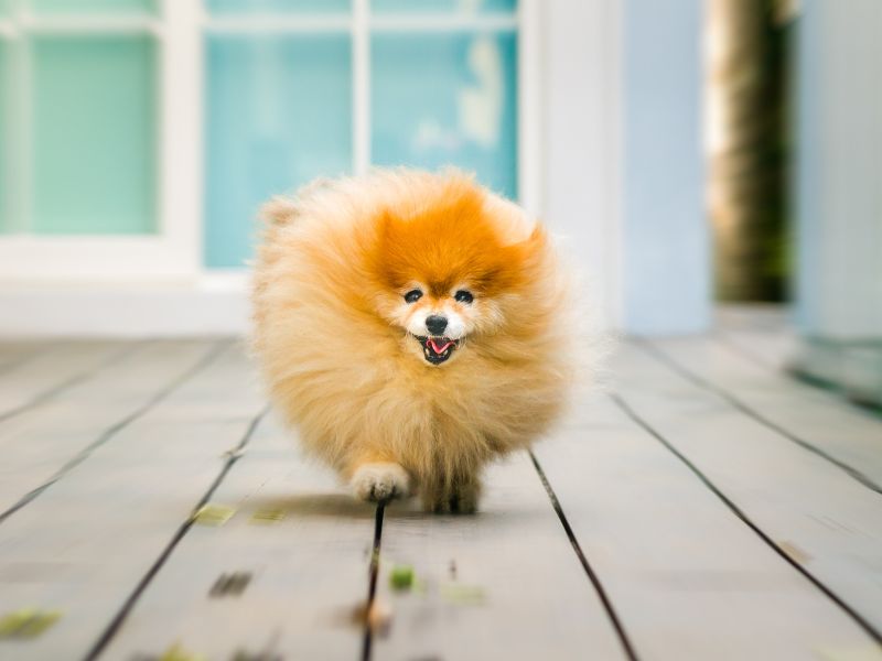 must have items for a pom pom and your home