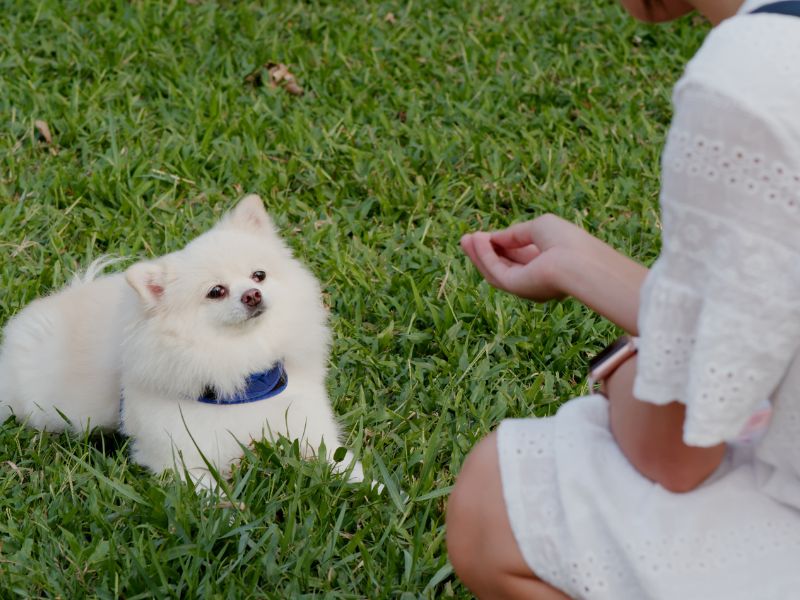 pick the hand with treat with pomeranian