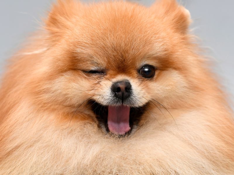 pomeranian breed information realistic perspective of what to expect