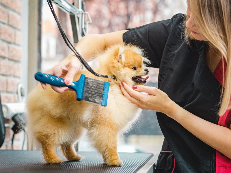 pomeranian grooming by a woman
