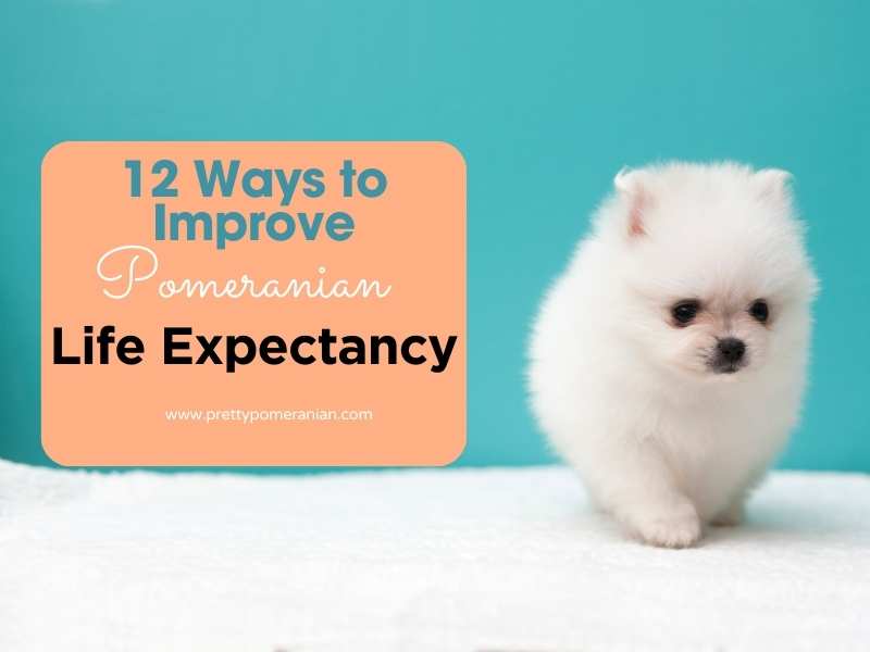 12 ways to improve pomeranian life expectancy