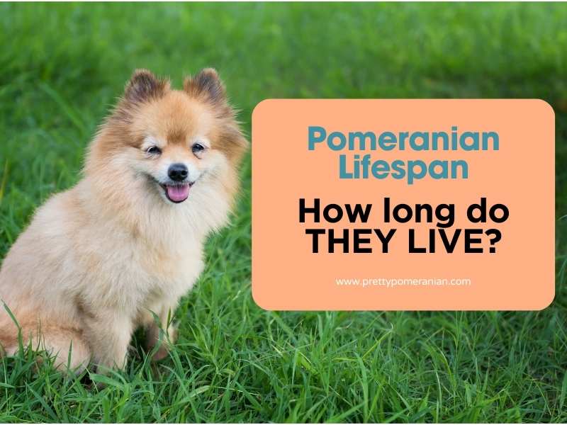 pomeranian lifespan how long do they live
