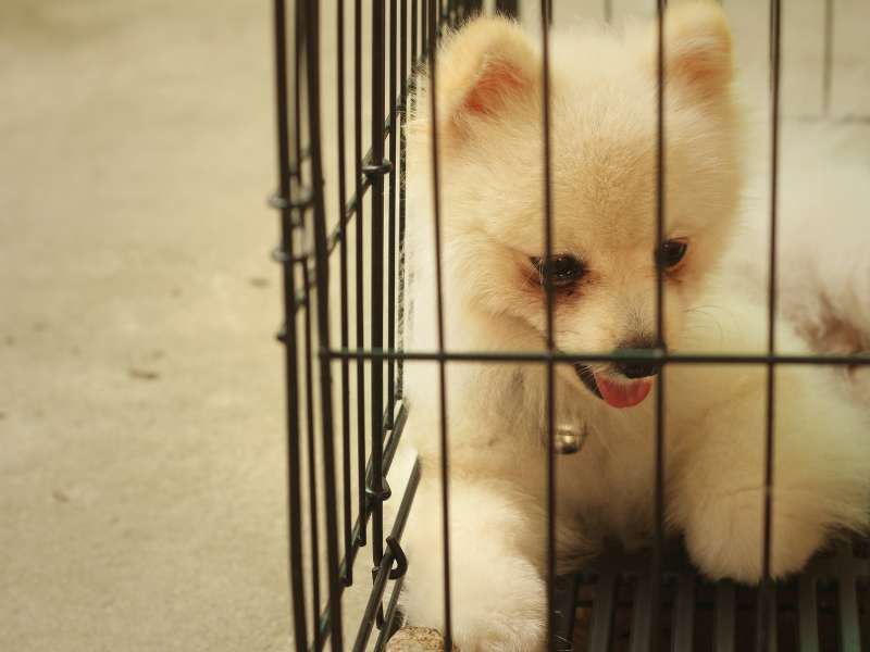 pomeranian puppy crate training guide 2
