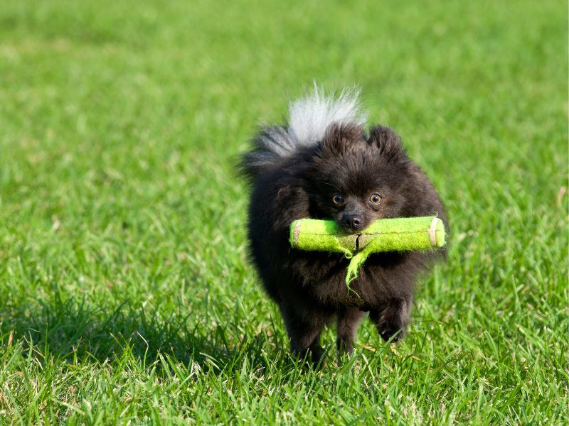 pomeranian running with toys