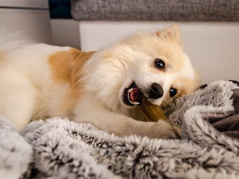 pomeranian separation anxiety signs-and symptoms