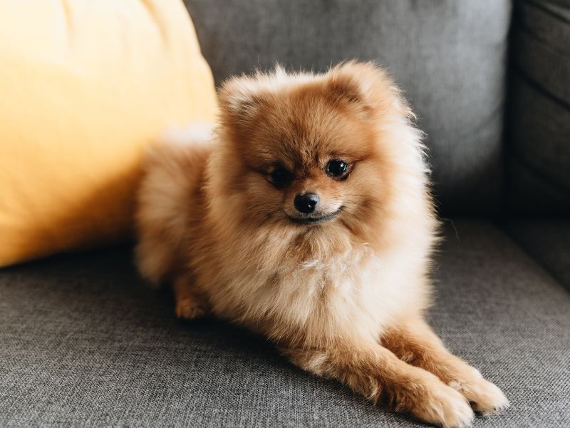 pomeranian waiting to be entertained