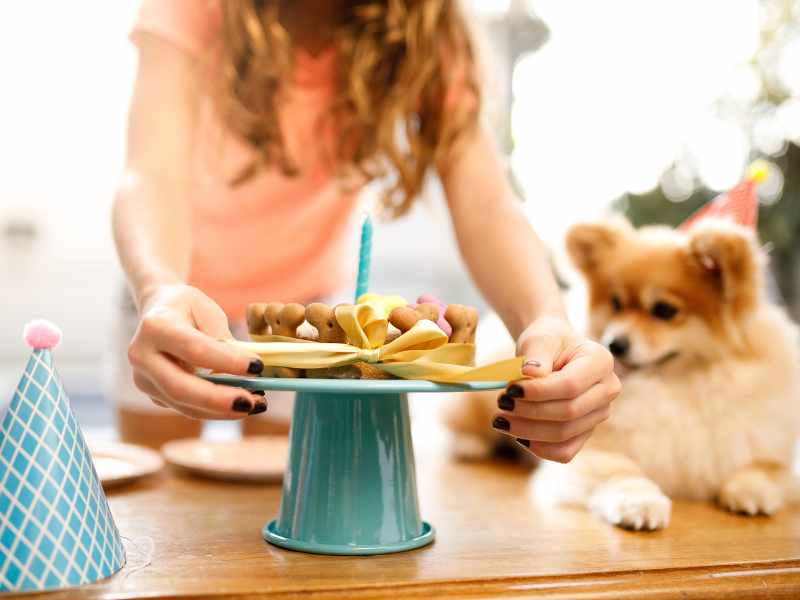 the best fun gifts and games for pomeranians owners