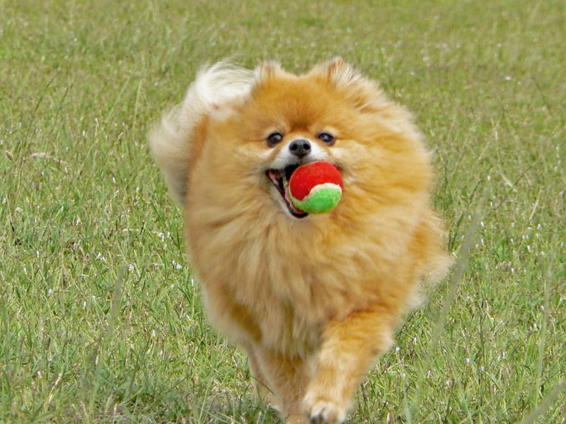 ways to keep your pomeranian mentally stimulated and entertained