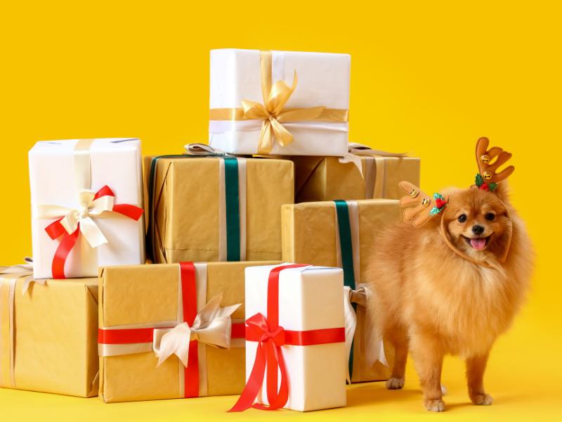 best dog gifts for pomeranian