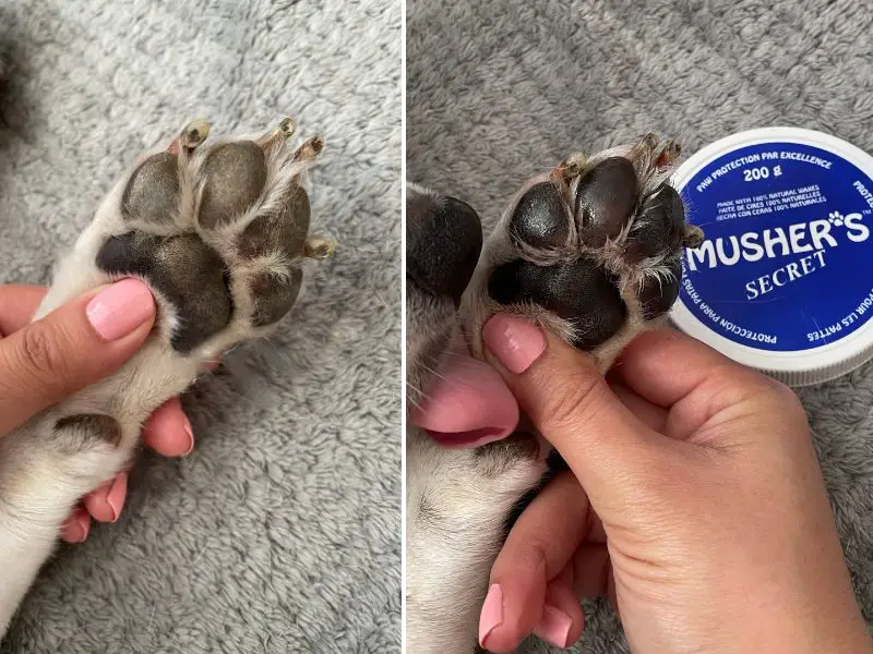 mushers paw wax being used on beagle