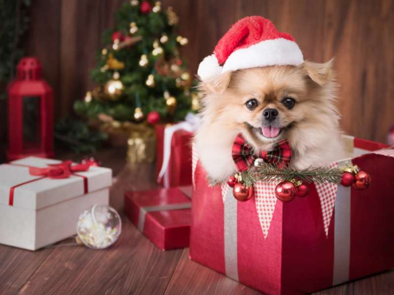 best christmas gifts for pomeranian
