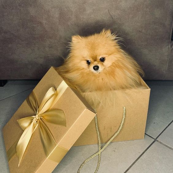 luxury christmas gifts for a pomeranian