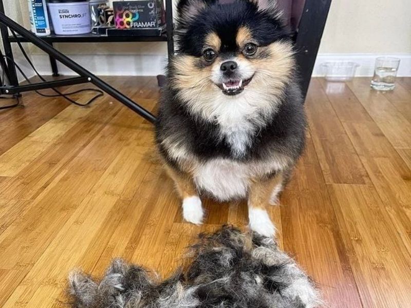 Pomeranian hair grooming