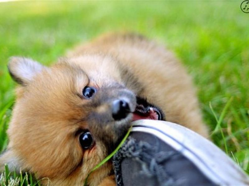 Pomeranian chewing shoe