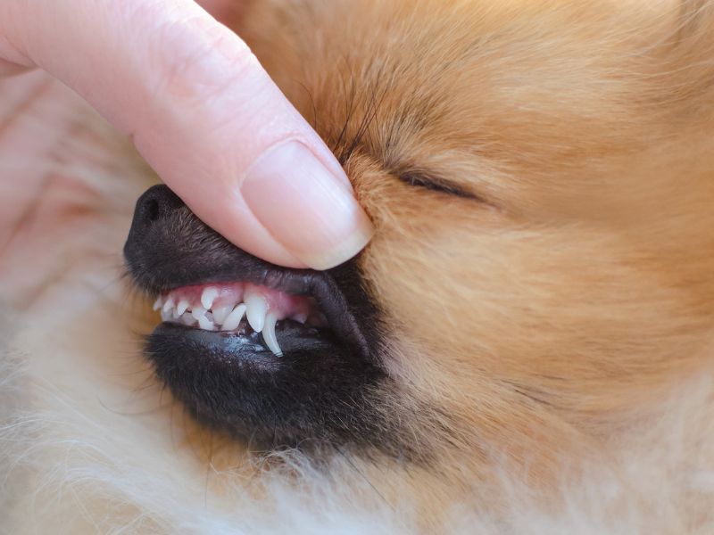 Pomeranian dental issue