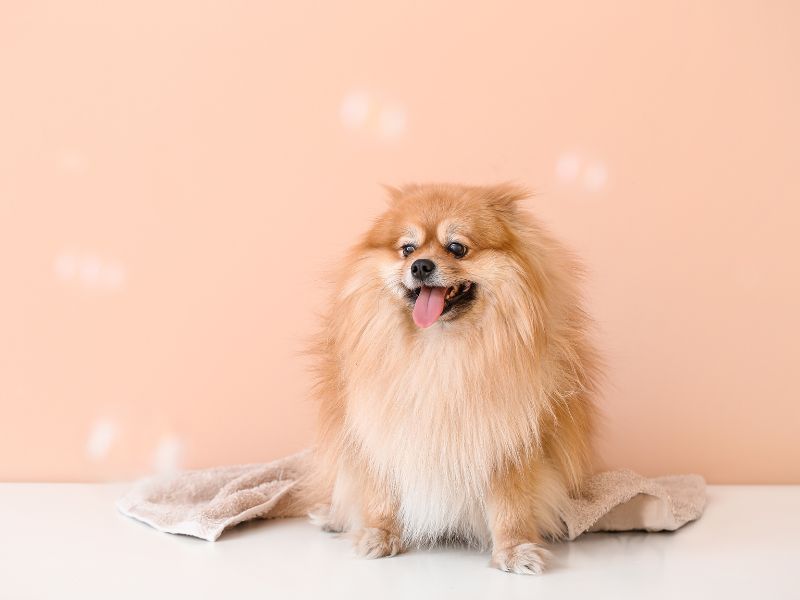 pomeranian ownership signs youre NOT ready to own a pomeranian