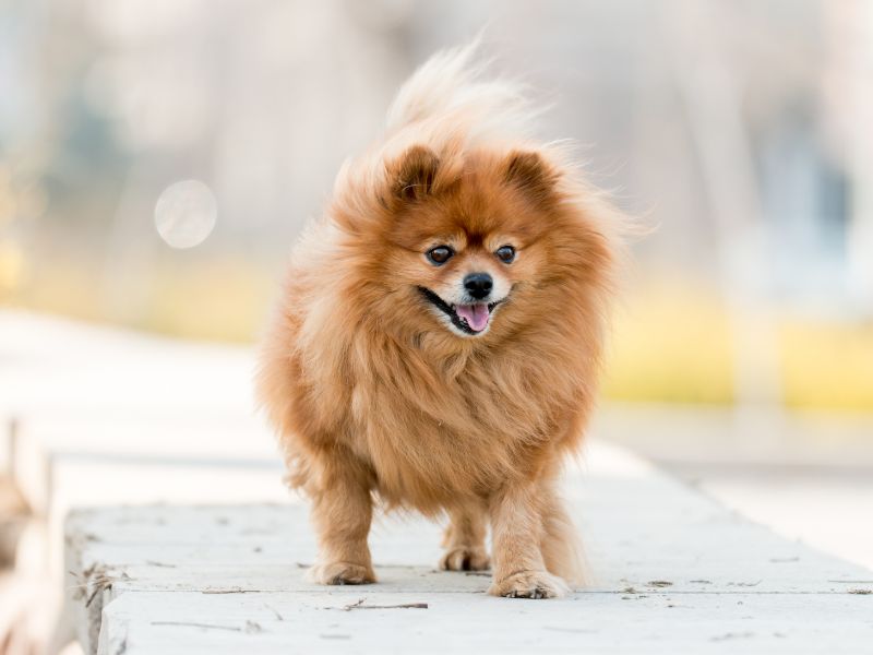 pomeranian ownership signs youre not ready to own a pomeranian