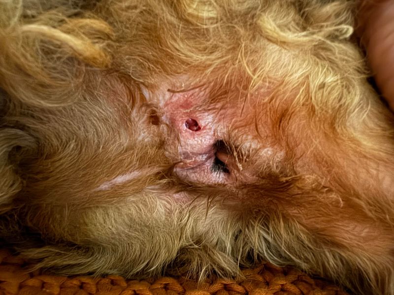 anal gland abscess and rupture in dogs treatment