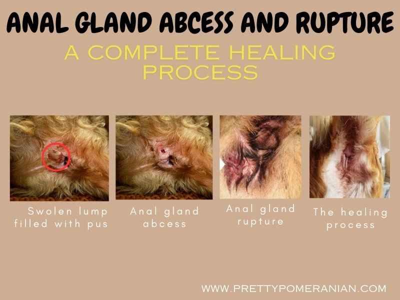 anal gland abscess and rupture dogs healing process