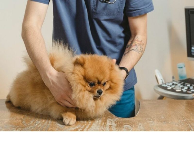 Pomeranian getting a check up at the vets