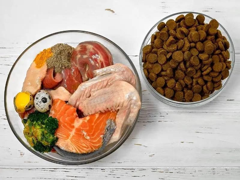 pomeranian raw diet vs kibble dog food