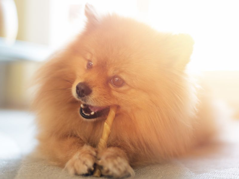 why do pomeranian smeel so bad and how to fix it