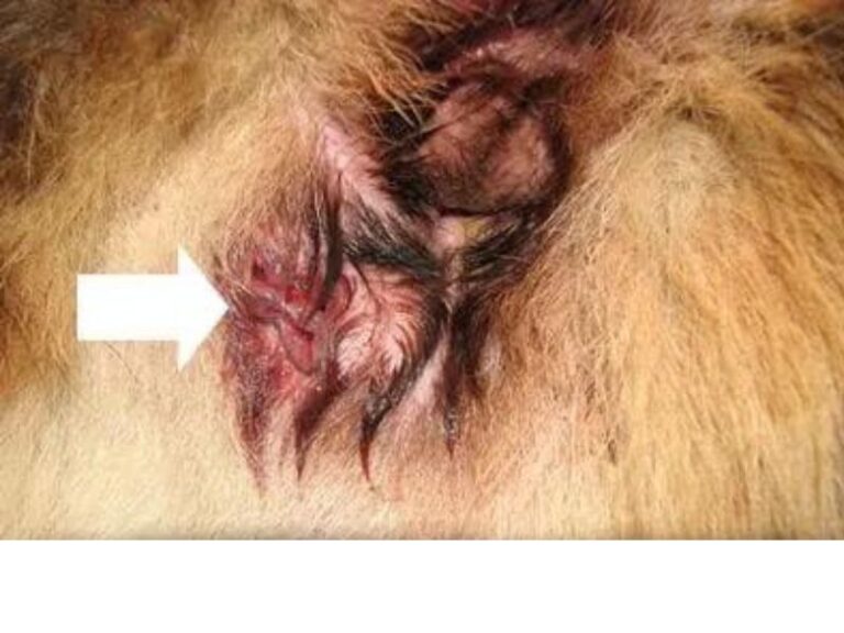 photo of anal gland rupture burst in dogs