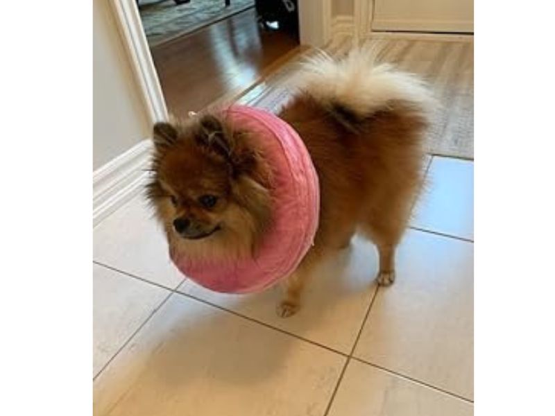 inflatable collar for dogs anal gland abscess rupture