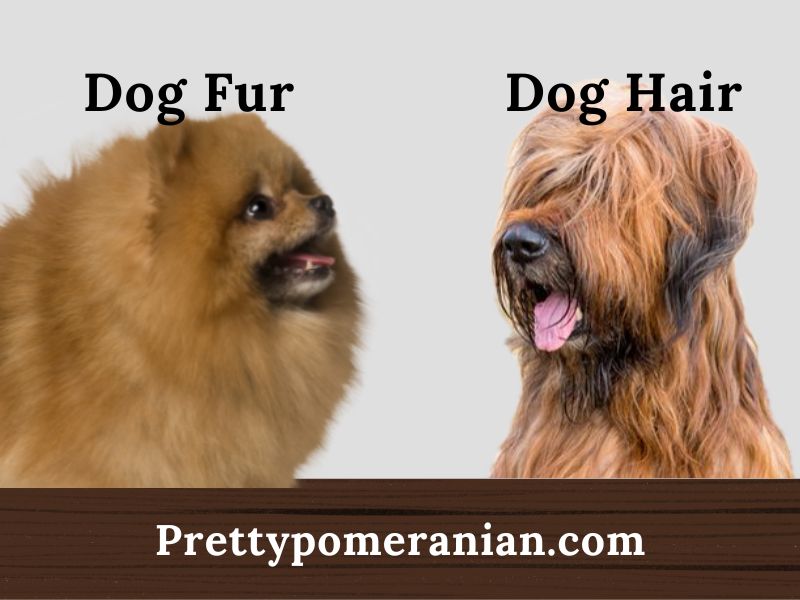 Dog hair vs dog fur