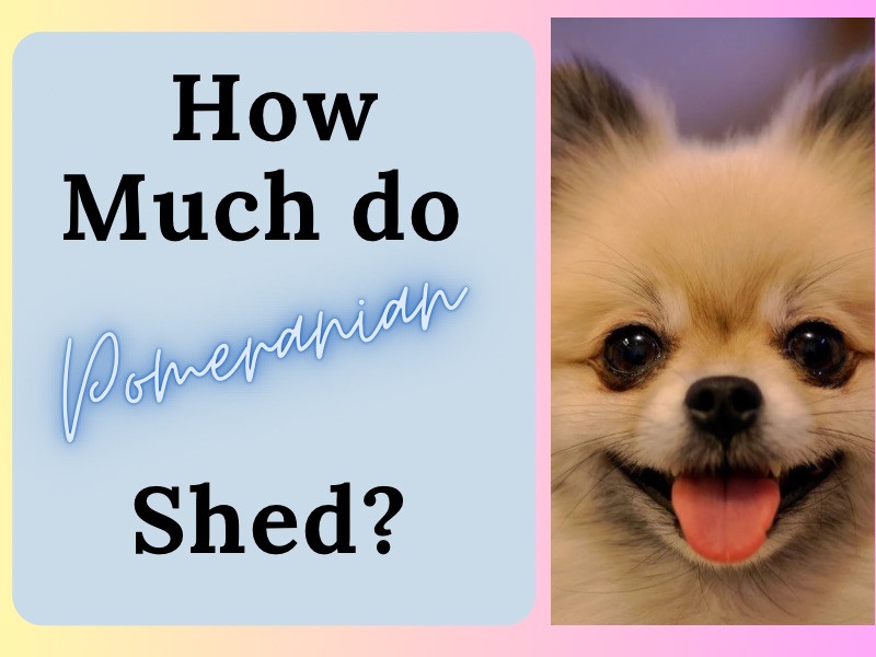 How much do pomeranian shed?