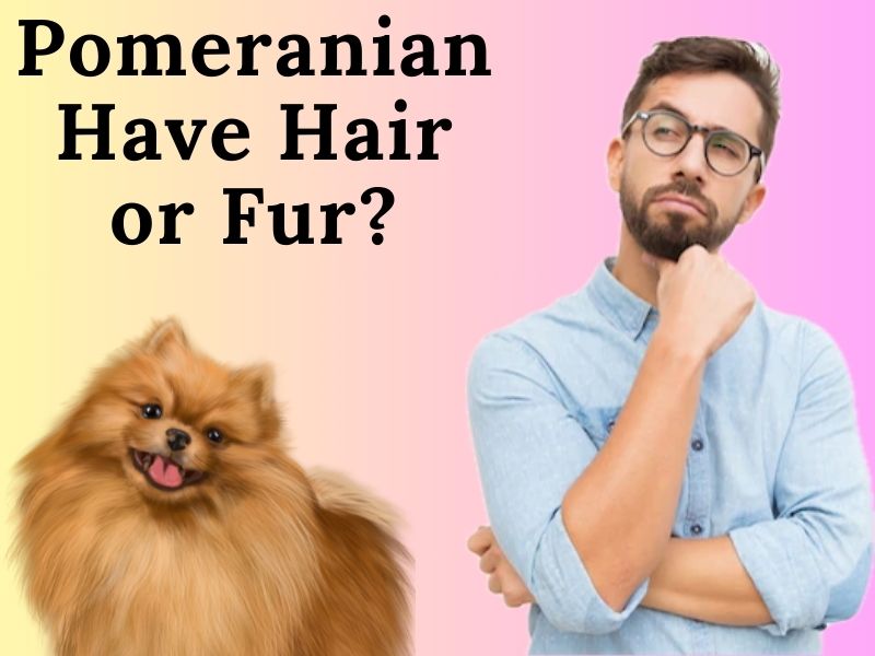 Pomeranian hair or fur