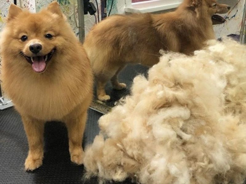 how much do pomeranians shed